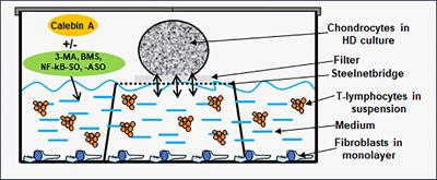 Calebin A modulates inflammatory and autophagy signals for the prevention and treatment of osteoarthritis